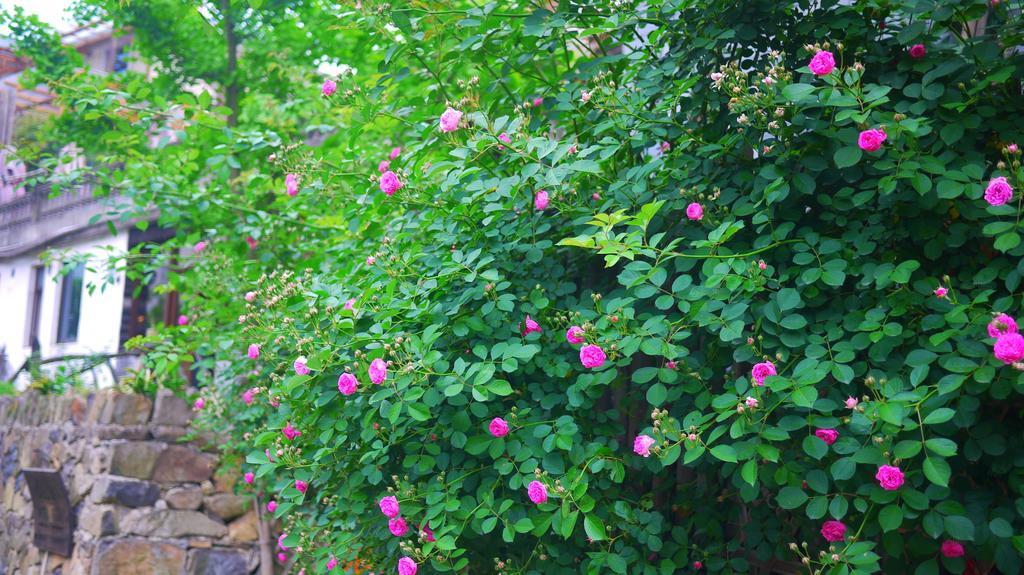 Moganshan Bamboo View Guesthouse Töcsing Kültér fotó