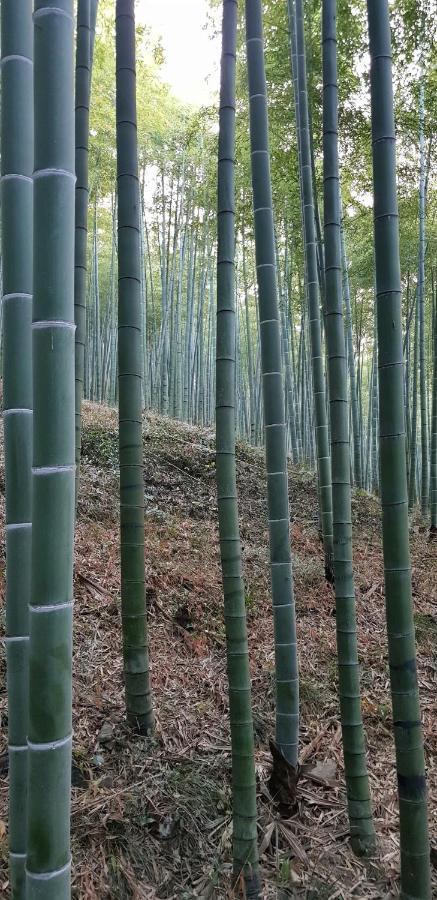 Moganshan Bamboo View Guesthouse Töcsing Kültér fotó